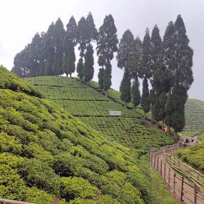 Tea Garden near Purva Homestay Mirik